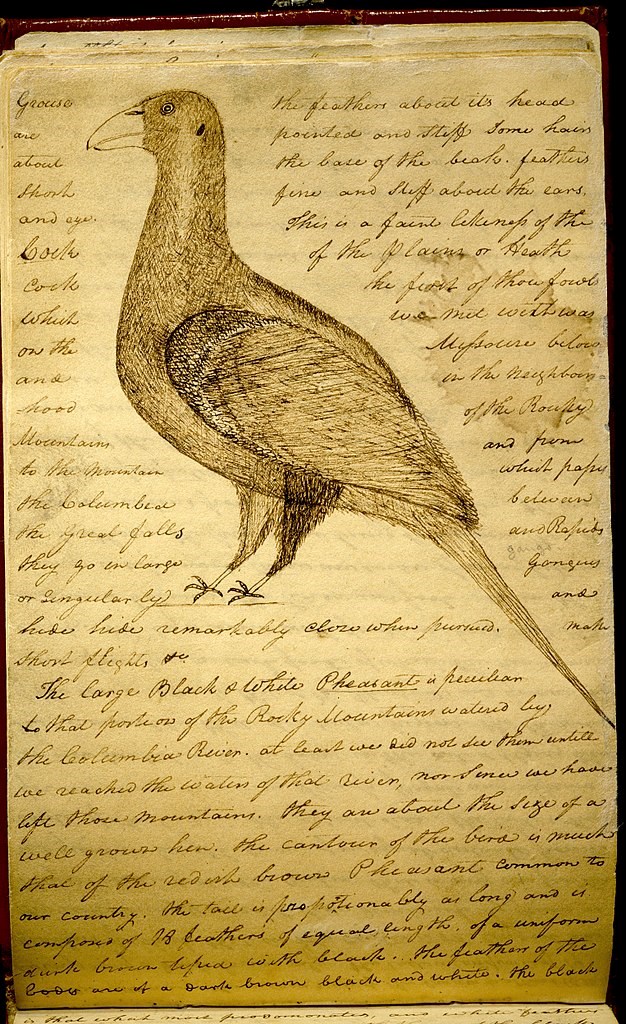 Clark's drawing and description of a sage grouse