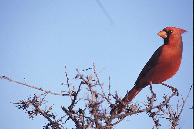 Red colored Cardinal perched on a tree branch.