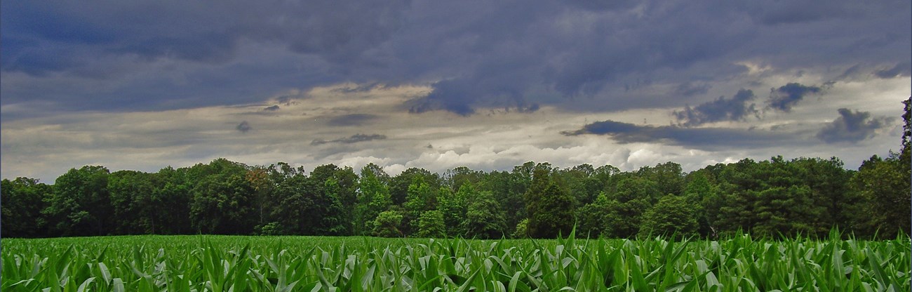 Storm clouds over a green corn field at the Adams Farm