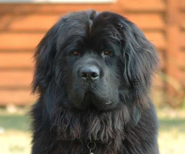 photo of newfoundland dog