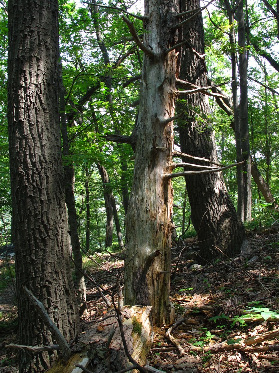 A vertical shot of a bare tree in a forested ecosystem.