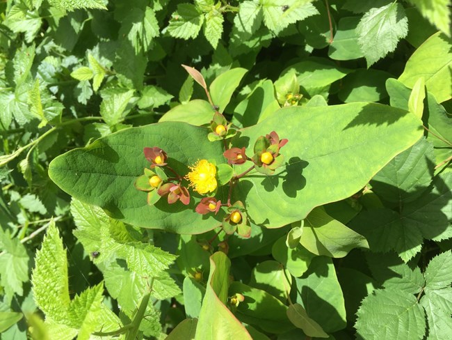 Bright yellow malfurada flowers and broad leaves.