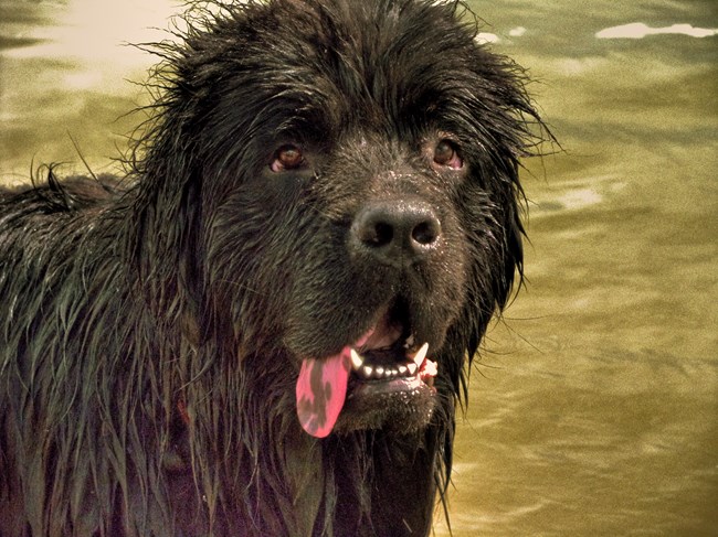 newfoundland dog with tongue out