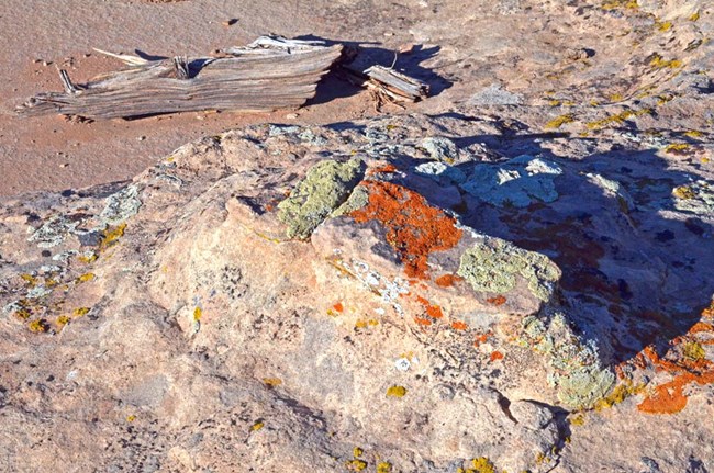 orange and green lichen on pale sandstone