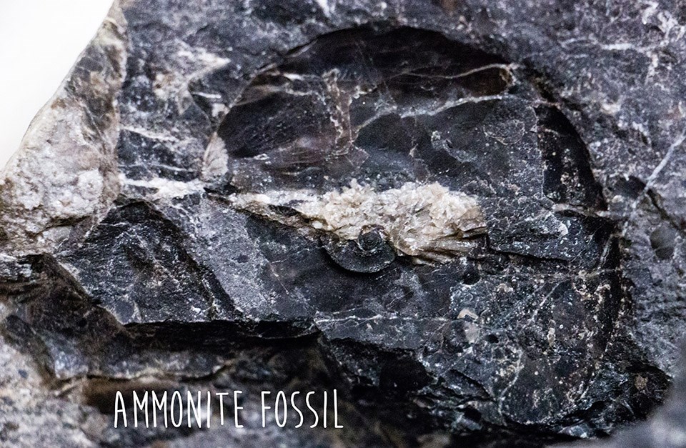 a dark purple rock with a spiral indentation in the middle