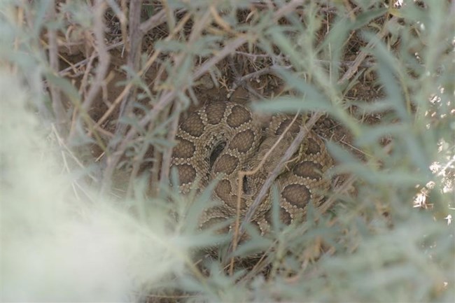 peering through green leaves, a prairie rattlesnake rests in the shade of a bush.