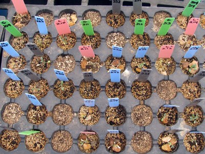 Experimenting with conditions that affect germination and growth.