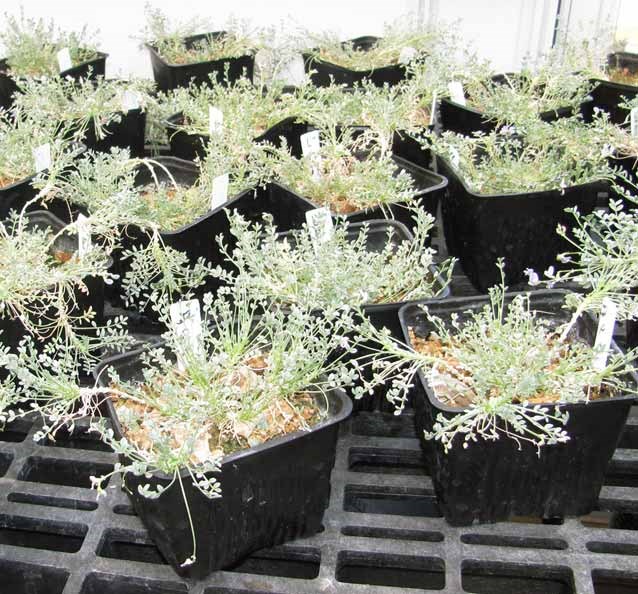 Sentry milk-vetch plants grown in the greenhouse provide seeds and seedlings for reintroduction.