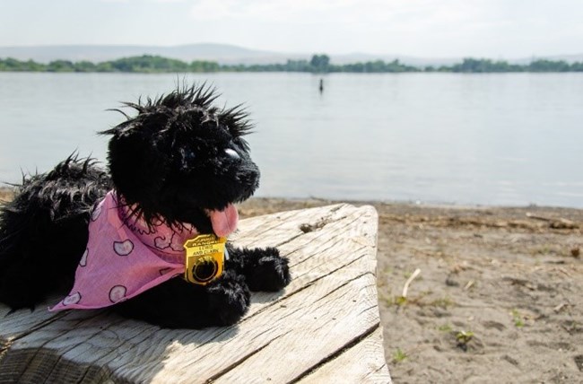 toy dog near water