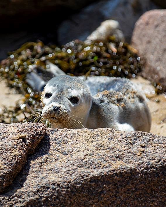 Baby seal between rocks on a public beach in Acadia