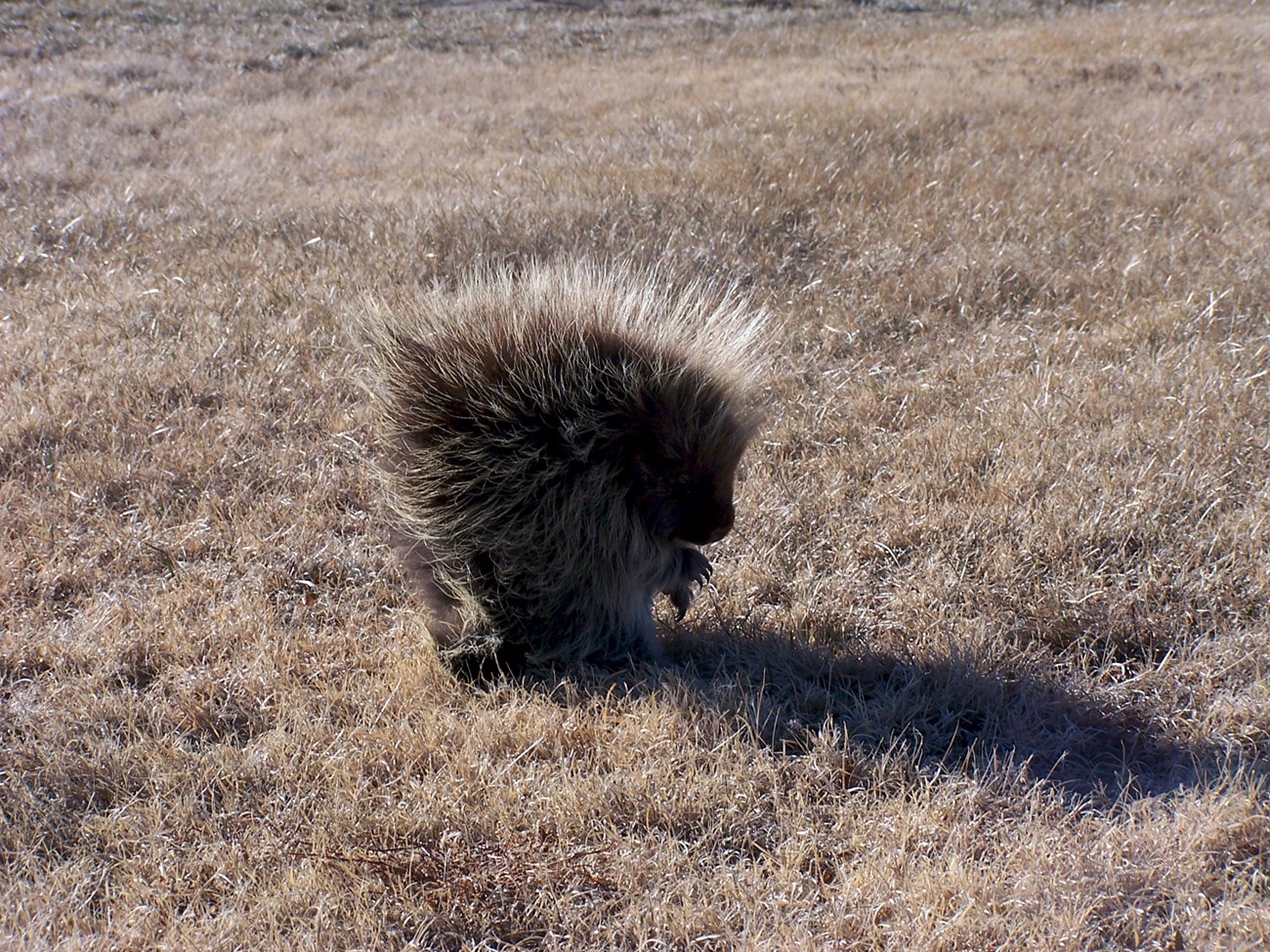 Porcupine in a grass field