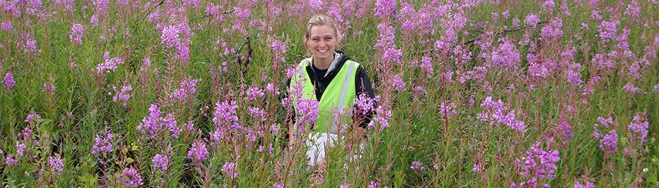 A woman stands in a field of fireweed.