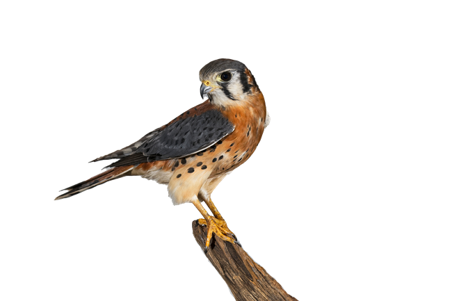 A rusty colored bird with grey wings and a pointed, curved beak perches on a branch while looking over its right shoulder.