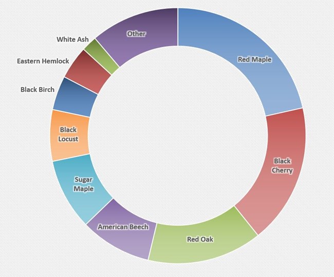 A multi colored circle graph showing forest canopy composition. In descending order: red maple, black cherry, red oak, american beech, sugar maple, black locust, black birch, eastern hemlock, and white ash.