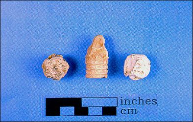 Human-chewed bullets are often attributed to wounded soldiers attempting to ease their pain by "biting the bullet".