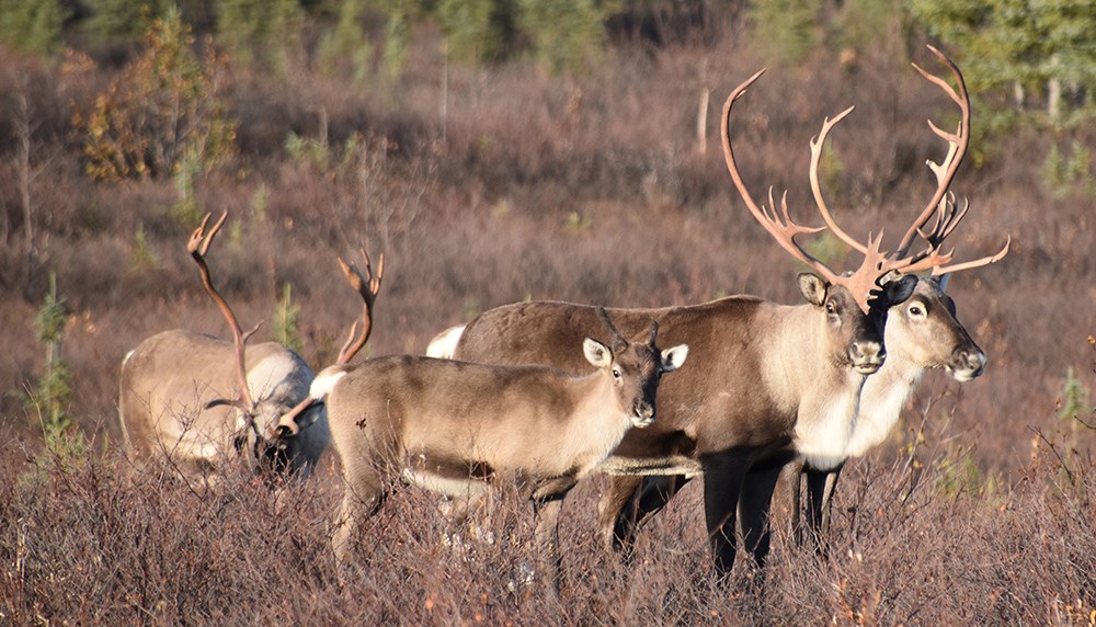 A caribou family.