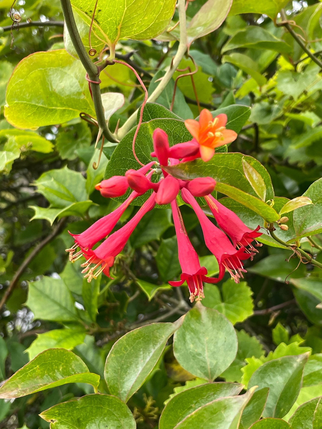 Close-up view of long red honeysuckle flowers with an orange flower and leafy background.