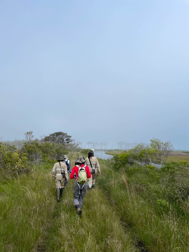 Four researchers walking through tall grass under gloomy skies.