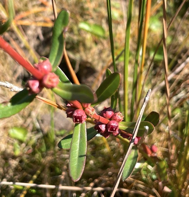 Downward-facing view of a stem with red berry-shaped plants and green leaves.