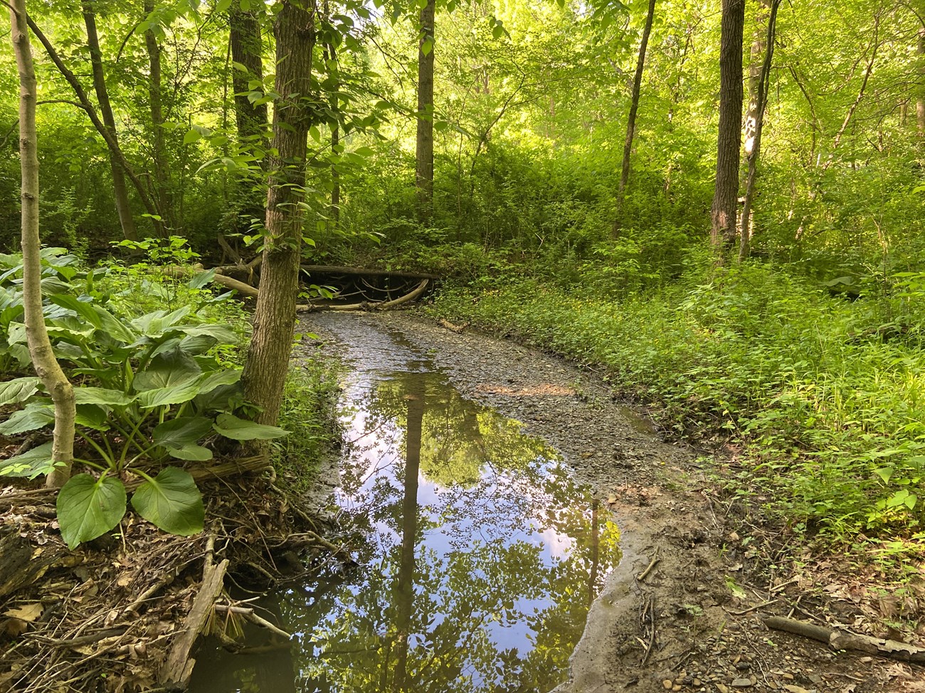 A small stream flowing through a forested area with trees and dense green vegetation. The sky and trees are reflecting in the stream.