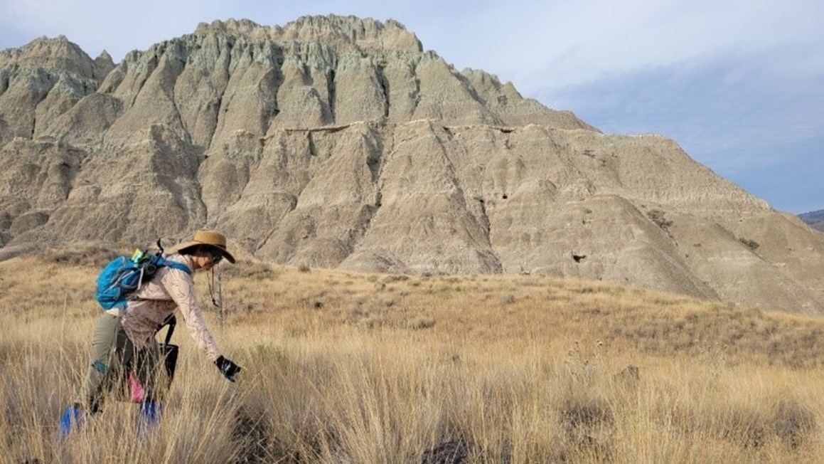 A person reaches down into waist high, brown grasses with hills in the background