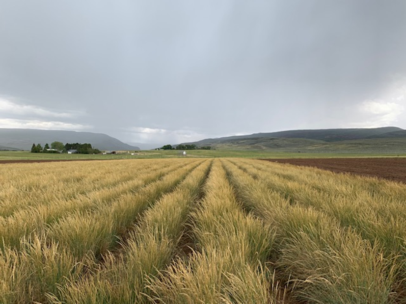 A field with rows of native plants