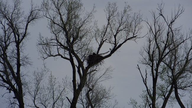 distance view of eagle nest in a tree