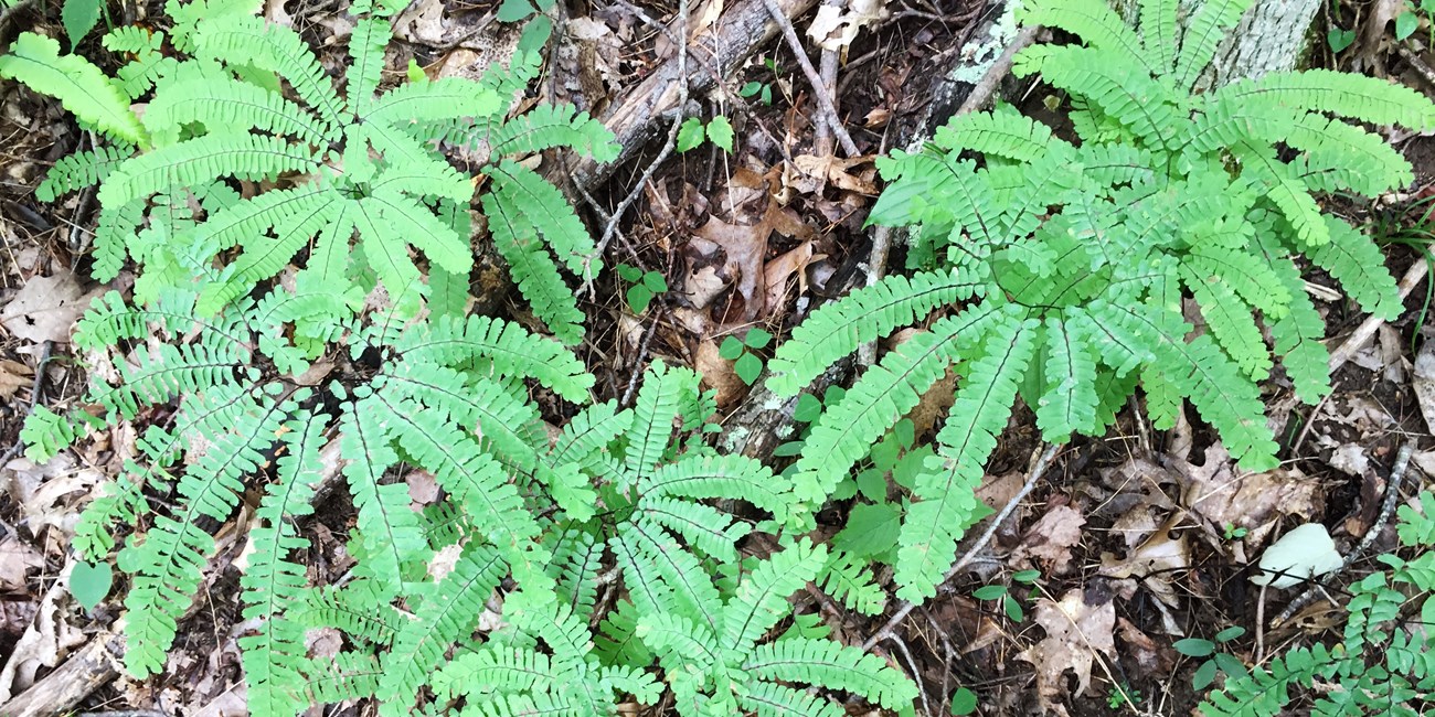 Overhead view of a group of maidenhair ferns growing on the forest floor.