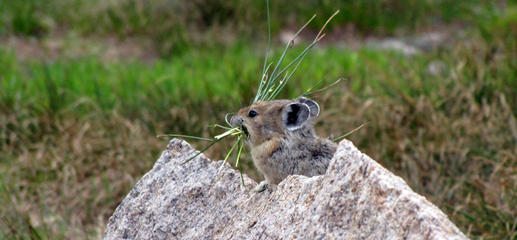American pika on a rock with grass stems in its mouth against a grassy background.