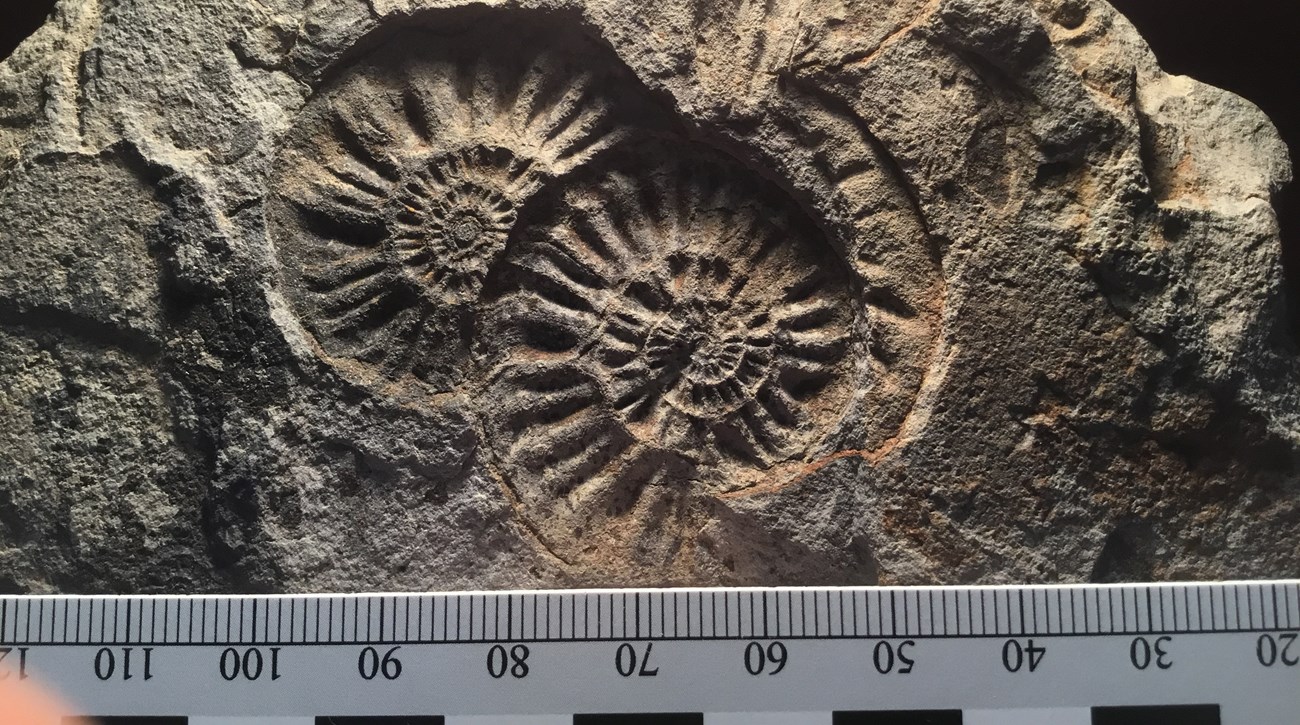 ammonite fossils