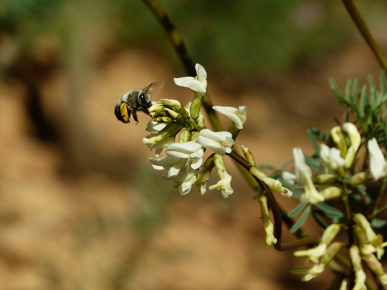 A fuzzy bee flying next to a stalk of yellowish-white flowers.