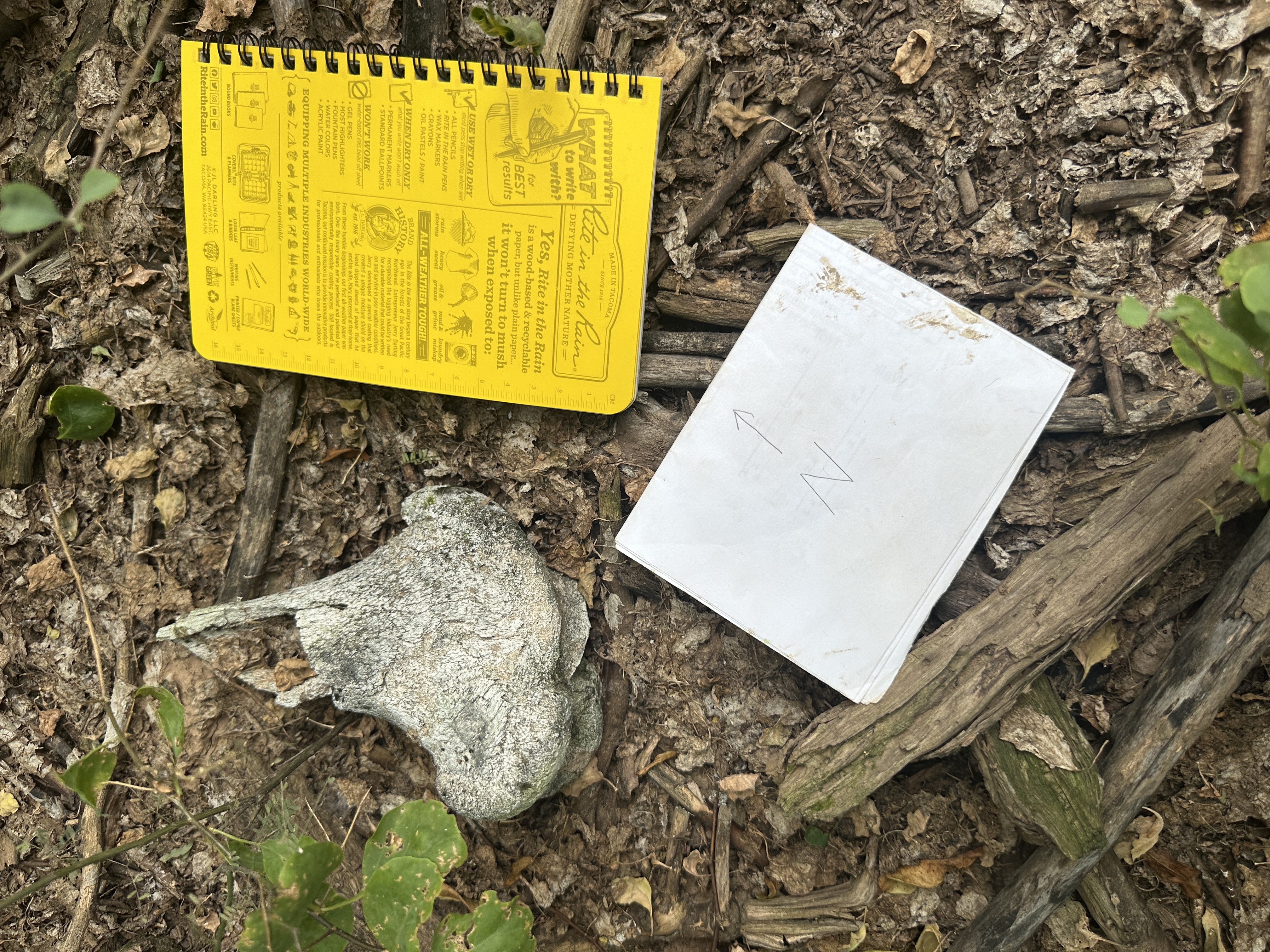 A photo of a modern cow bone, broken and weathered.