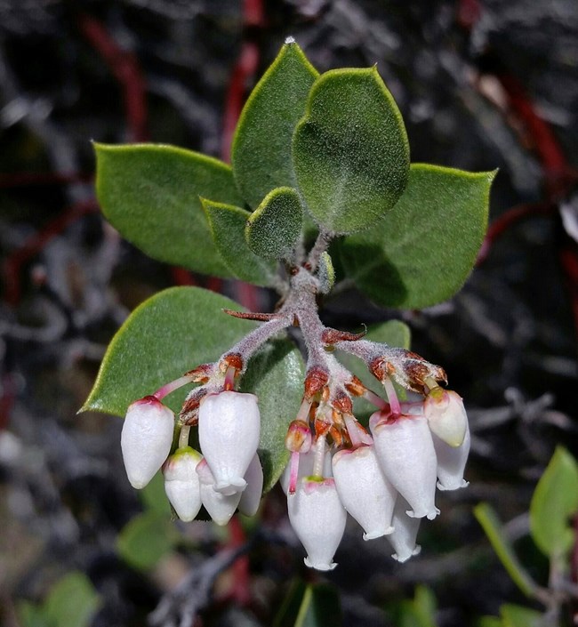 Cluster of small white flowers hanging from the end of a stem