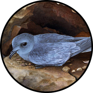 Illustration of a dark gray bird in a rocky crevice