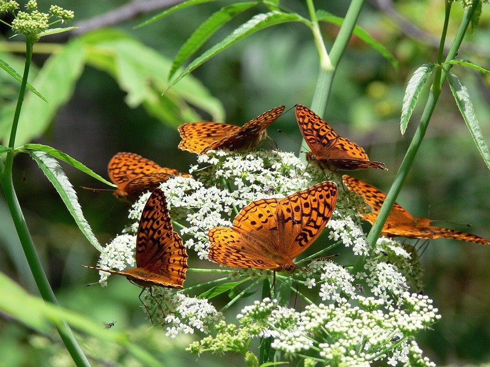 Six orange and black butterflies standing on tiny white flowers
