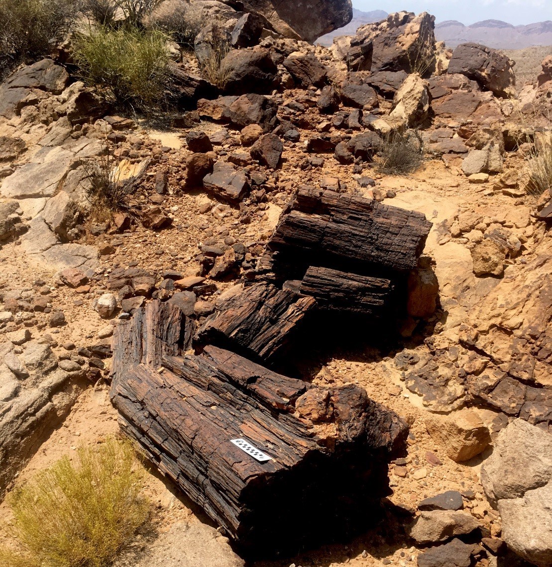 two large dark wood logs laying a rocky landscape