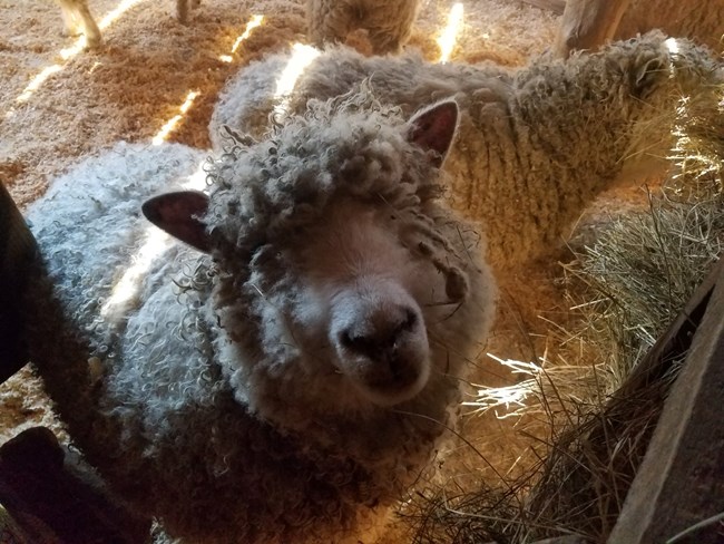 Sheep looking at the camera, close up with other sheep in the background.