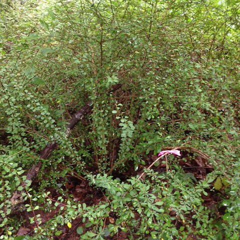 Japanese barberry bush growing in the forest, with pink flagging tape attached to one branch.