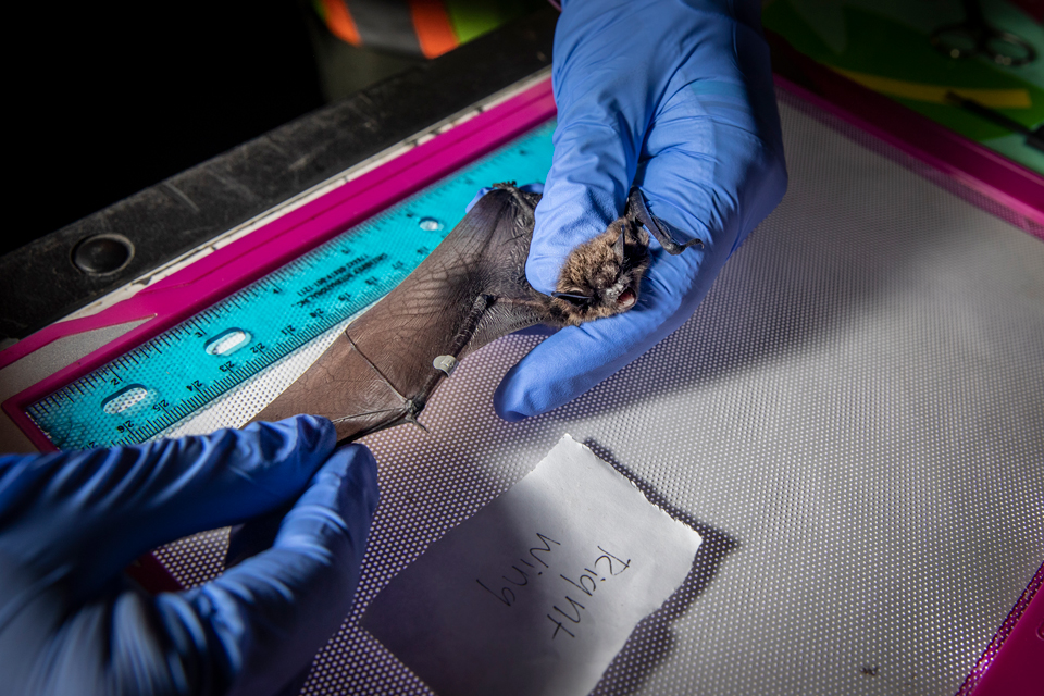 Hand wearing blue gloves holds bat by wings