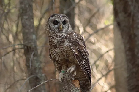 Front-facing view of a California spotted owl sitting on a tree branch.