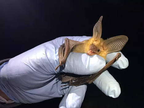 Researcher holds an expressive, open-mouthed Pallid bat in their hand.