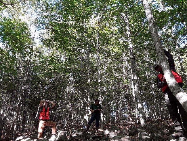 scientists taking notes on beech tree health in forest
