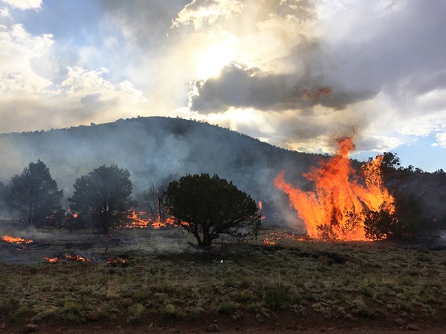 landscape with hill in background and several trees in foreground, one burning and another has completely burned. Smoke fills the air.