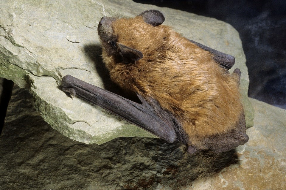 Bat crawling on a rocky surface