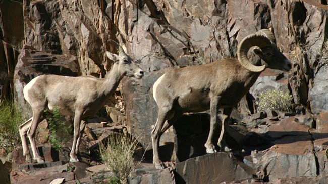 A male and female Deserst Bighorn sheep walk single file on a canyon ledge.