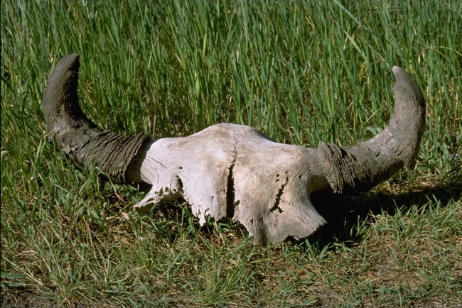 A weathered bison skull with black horns sitting in the grass.