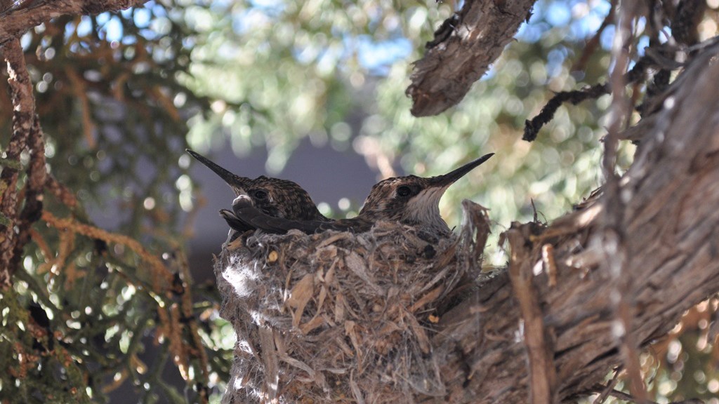 Two hummingbirds, facing in different directions, sit in a nest on the branch of a tree.