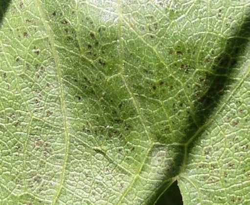 black spots on a plant leaf indicate ozone damage