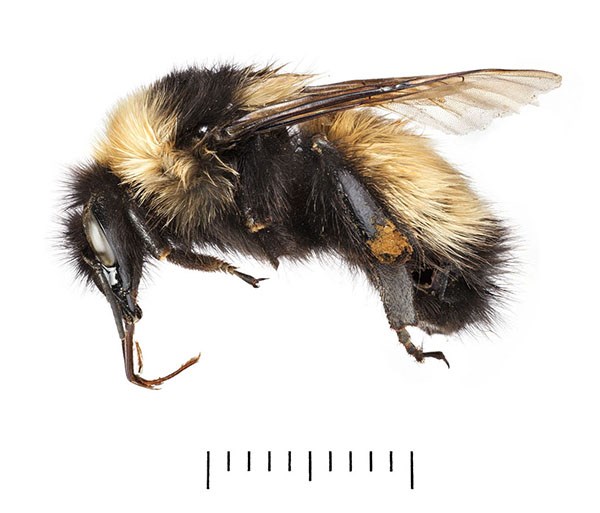 Close up of new bee species