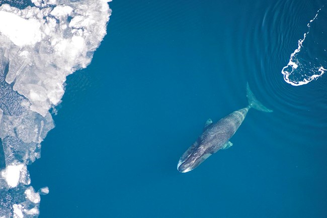 A bowhead whale in the sea with ice.